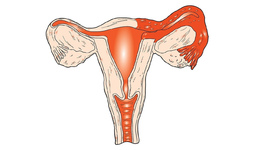Фото: Андексит